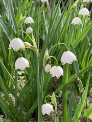 Leucojum