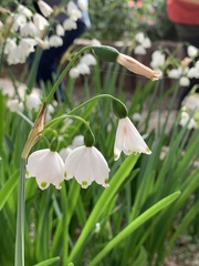 Leucojum