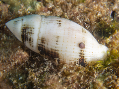 Pterygia nucea