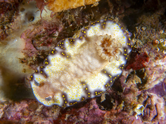 Hypselodoris