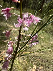 Dipodium pardalinum