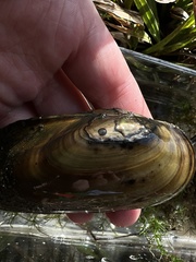 Anodonta kennerlyi
