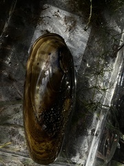 Anodonta kennerlyi