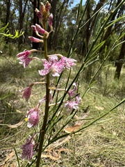 Dipodium pardalinum