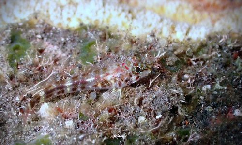 Helcogramma capidata observed 2022-05-24