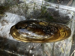 Anodonta kennerlyi