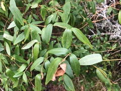 Wikstroemia indica