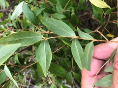Wikstroemia indica