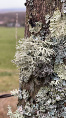 Evernia prunastri