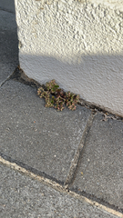 Polycarpon tetraphyllum