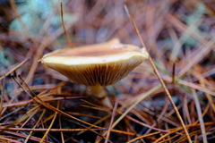 Pholiota velaglutinosa