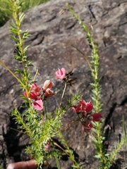 Indigofera rostrata