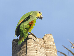 Amazona amazonica