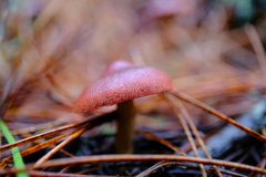 Cortinarius smithii