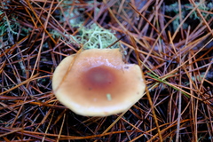 Pholiota velaglutinosa