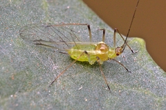 Myzus persicae
