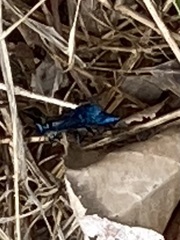 Chlorion aerarium