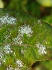 Podosphaera euphorbiae