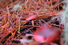 Cortinarius smithii