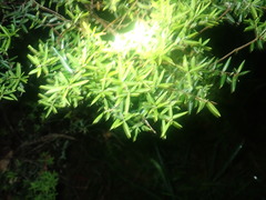 Acrotriche aggregata