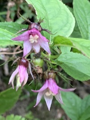Cyclocodon lancifolius