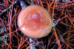 Pholiota velaglutinosa