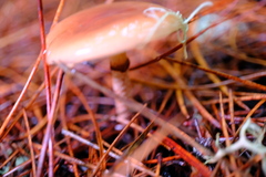 Pholiota velaglutinosa