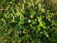 Podosphaera euphorbiae