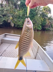 Brycinus macrolepidotus