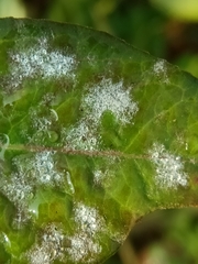 Podosphaera euphorbiae