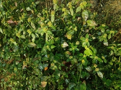 Podosphaera euphorbiae