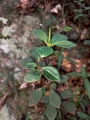 Peperomia leptostachya