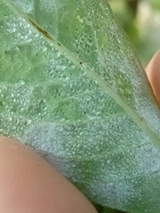 Podosphaera euphorbiae