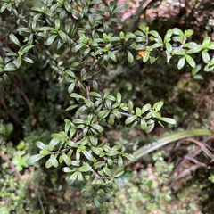 Coprosma pseudocuneata