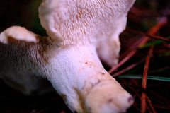 Hydnum oregonense
