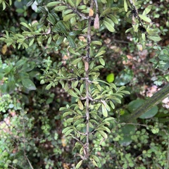 Coprosma pseudocuneata