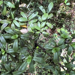 Coprosma pseudocuneata