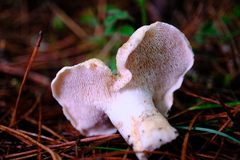 Hydnum oregonense