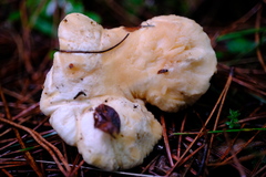 Hydnum oregonense