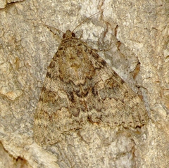 Catocala junctura