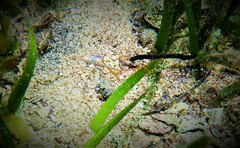 Stigmatopora narinosa