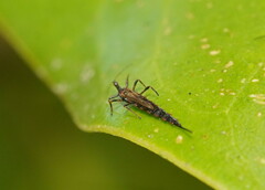 Idolothrips spectrum