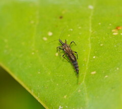 Idolothrips spectrum