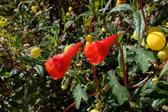 Tropaeolum tuberosum