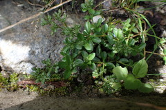 Polycarpon tetraphyllum