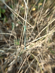 Pseudagrion decorum