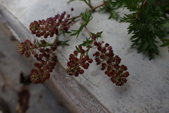 Lepidium bipinnatifidum