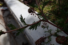 Lepidium bipinnatifidum