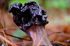 Helvella vespertina