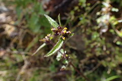 Galinsoga mandonii